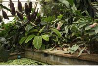 plants tropical 0003